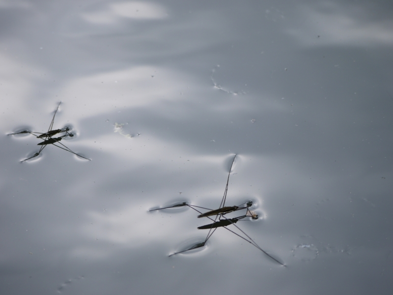 f:id:qshiro:20120808165420j:image:w360