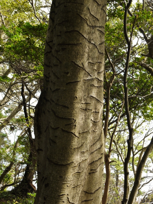 f:id:qshiro:20120818194102j:image:w360