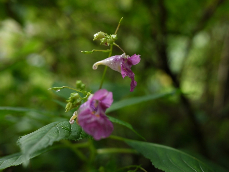 f:id:qshiro:20120903191003j:image:w360