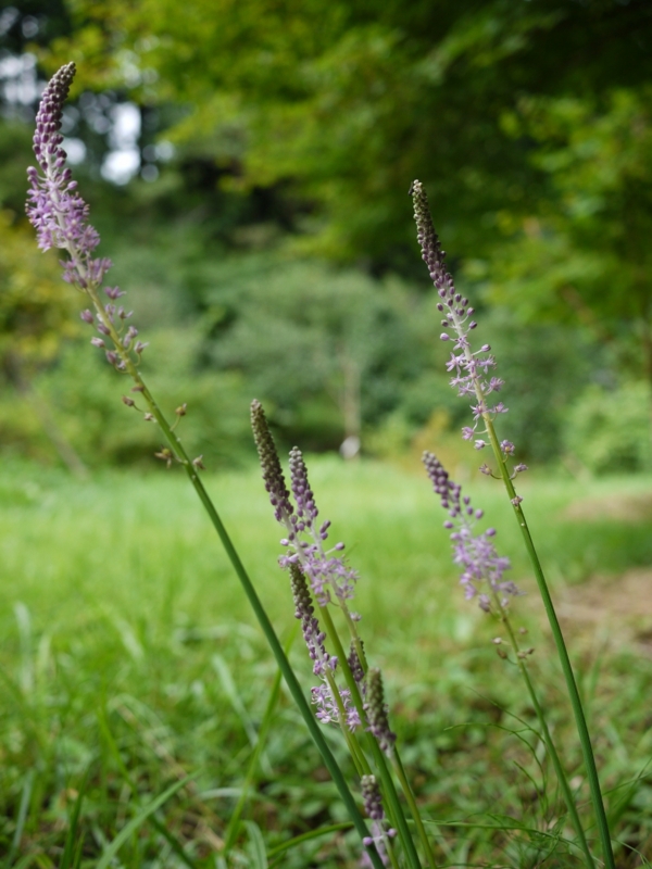 f:id:qshiro:20120903191004j:image:w360