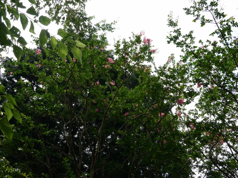 f:id:qshiro:20120903191005j:image:w360