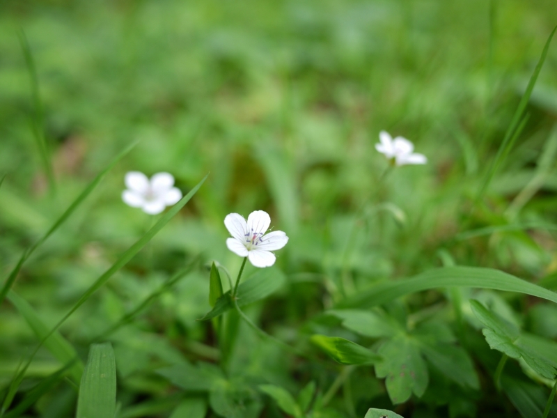 f:id:qshiro:20120903191006j:image:w360