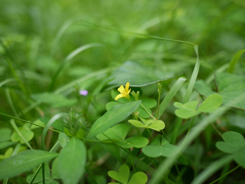 f:id:qshiro:20120903191008j:image:w360