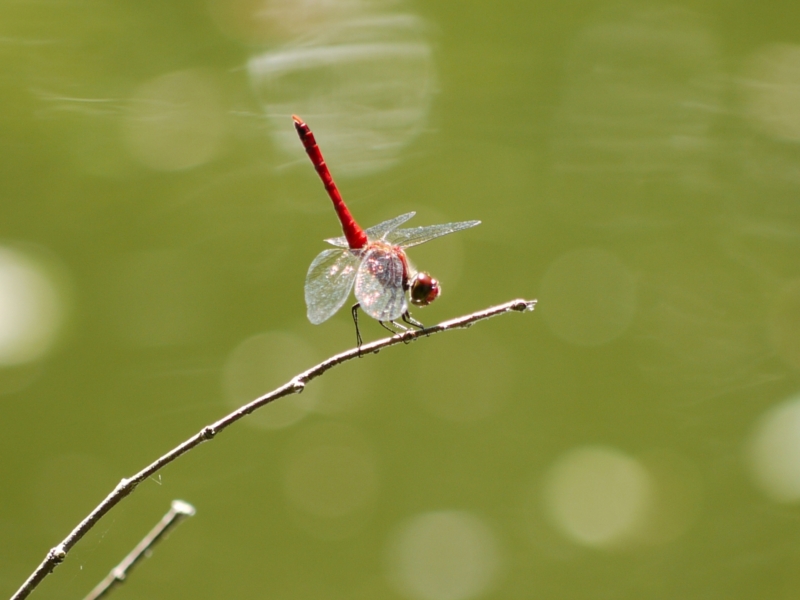 f:id:qshiro:20120913170833j:image:w360