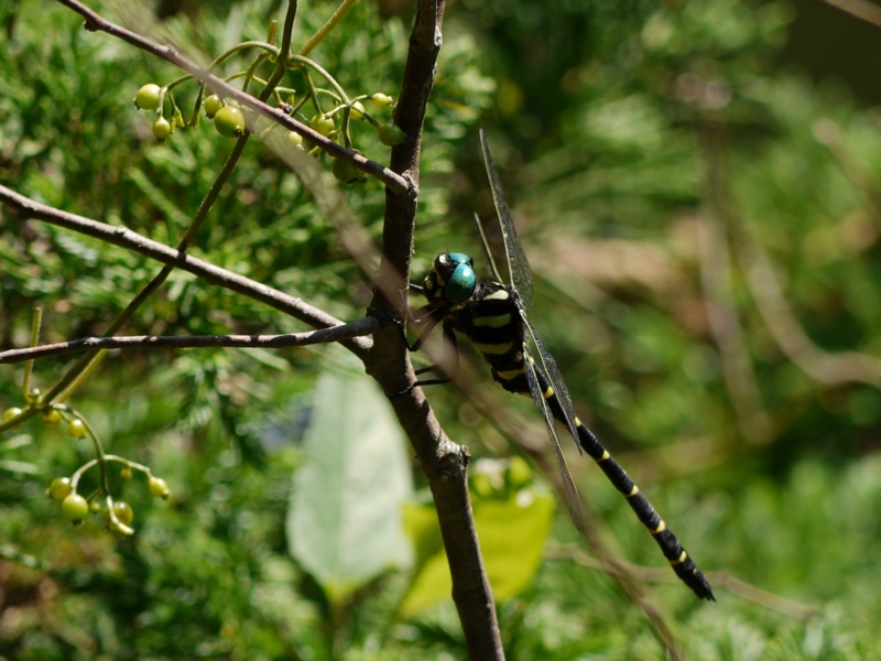 f:id:qshiro:20120913170834j:image:w360