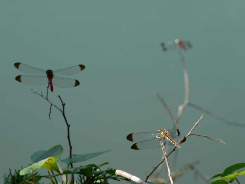 f:id:qshiro:20120913170836j:image:w360