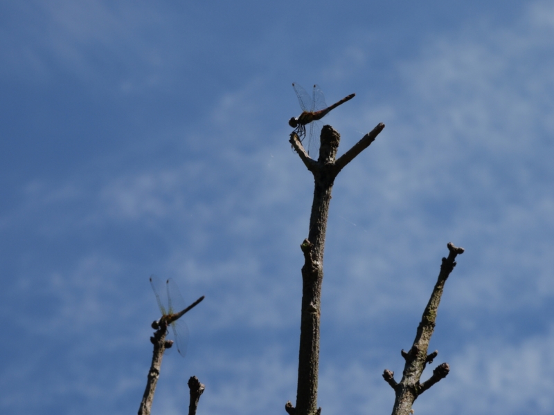 f:id:qshiro:20120913170837j:image:w360