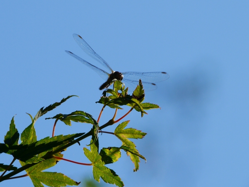 f:id:qshiro:20120913170838j:image:w360