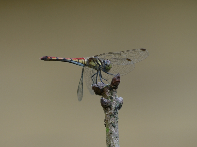 f:id:qshiro:20120913170839j:image:w360