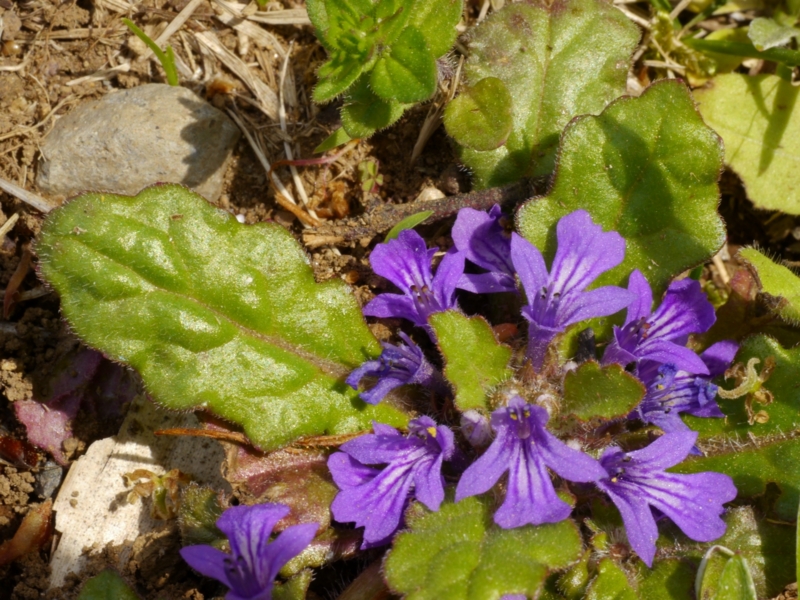 f:id:qshiro:20130419132417j:image:w360