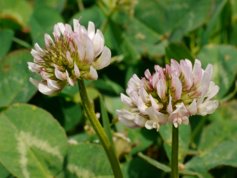 f:id:qshiro:20130419132418j:image:w360