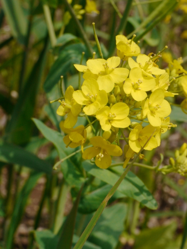 f:id:qshiro:20130419132419j:image:w360