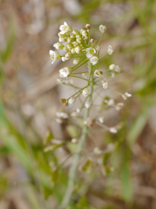 f:id:qshiro:20130419132422j:image:w360