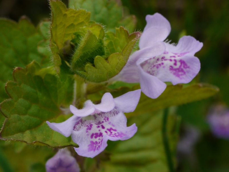 f:id:qshiro:20130419132425j:image:w360