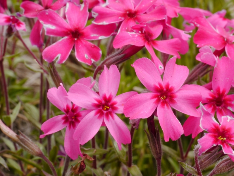 f:id:qshiro:20130419132428j:image:w360