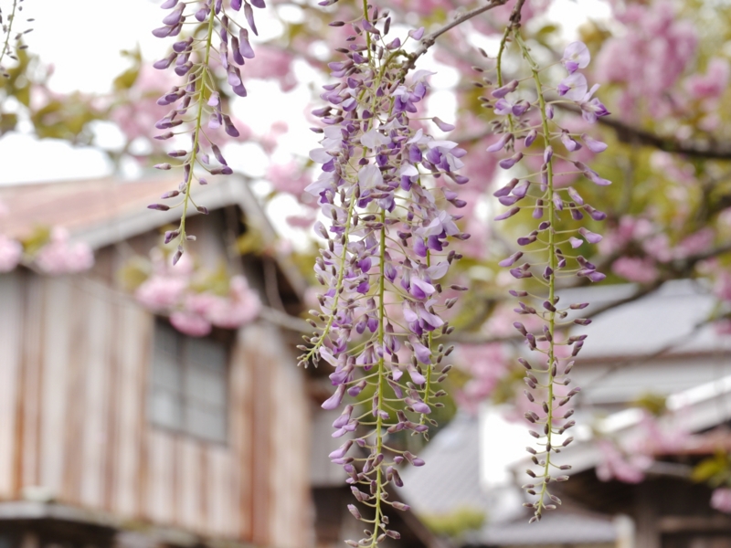 f:id:qshiro:20130419132430j:image:w360