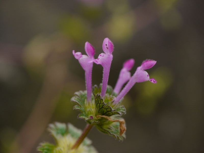 f:id:qshiro:20130419132432j:image:w360