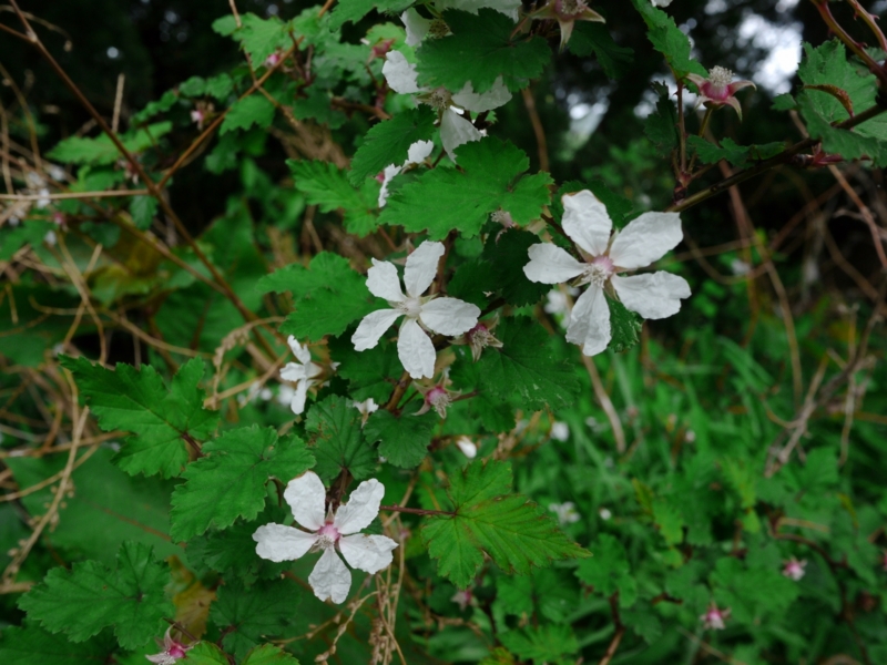 f:id:qshiro:20130419132435j:image:w360