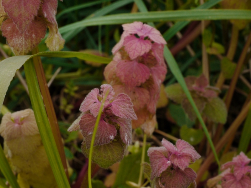 f:id:qshiro:20130419182627j:image:w360