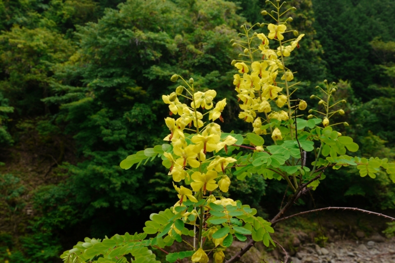 f:id:qshiro:20130522181956j:image:w360