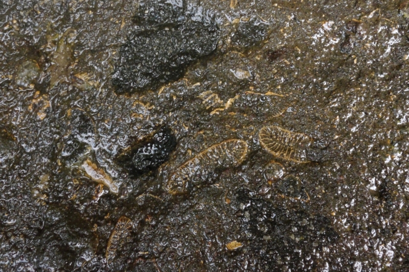 f:id:qshiro:20130522181958j:image:w360