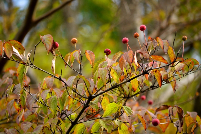 f:id:qshiro:20131002175828j:image:w360