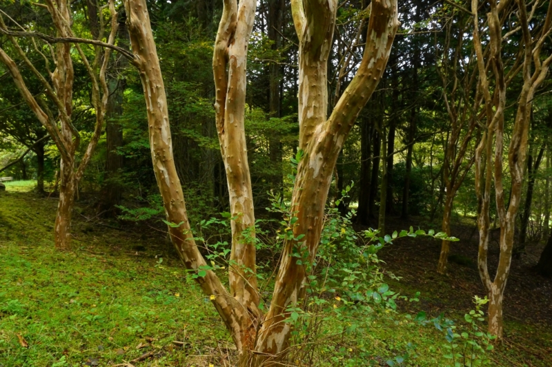 f:id:qshiro:20131002175830j:image:w360