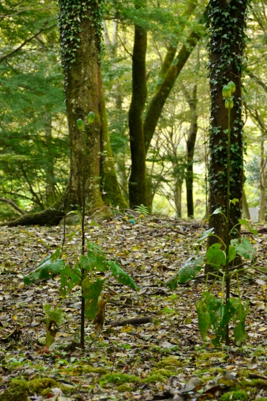 f:id:qshiro:20131002175831j:image:w280