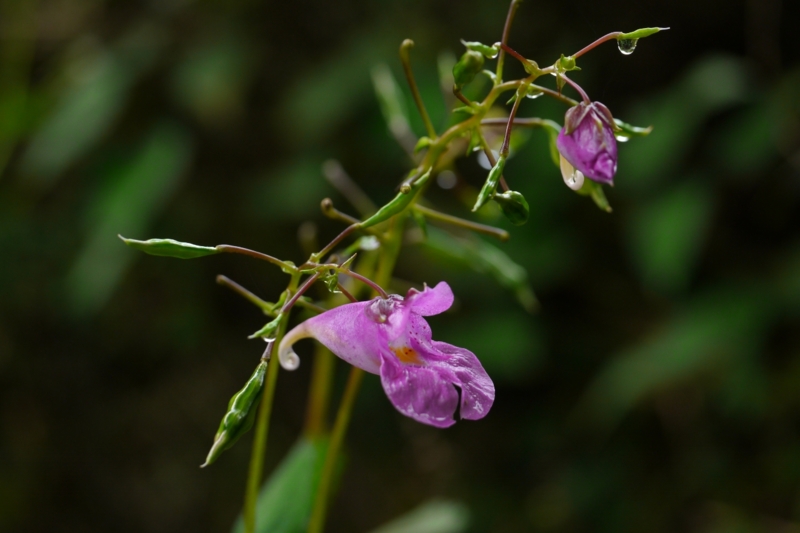 f:id:qshiro:20131002175832j:image:w360