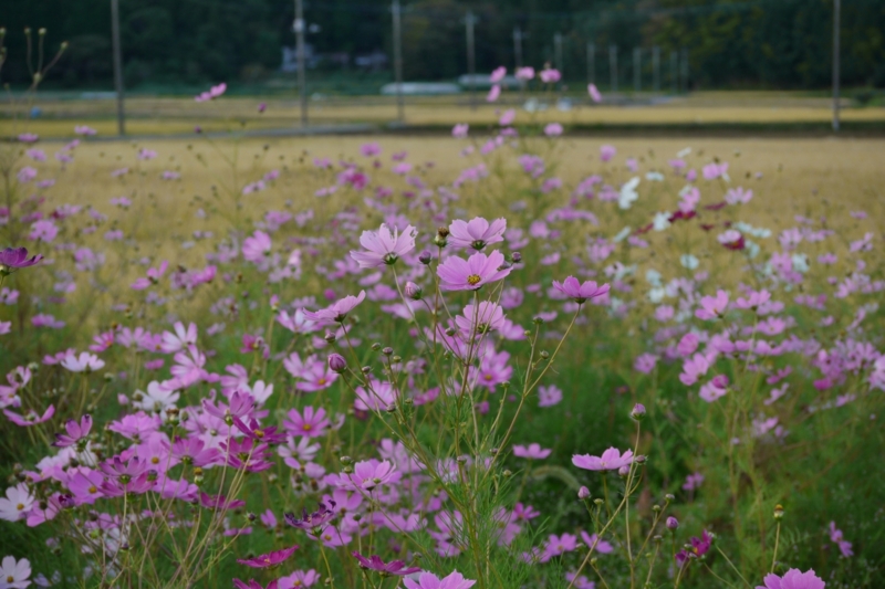 f:id:qshiro:20131002175837j:image:w360