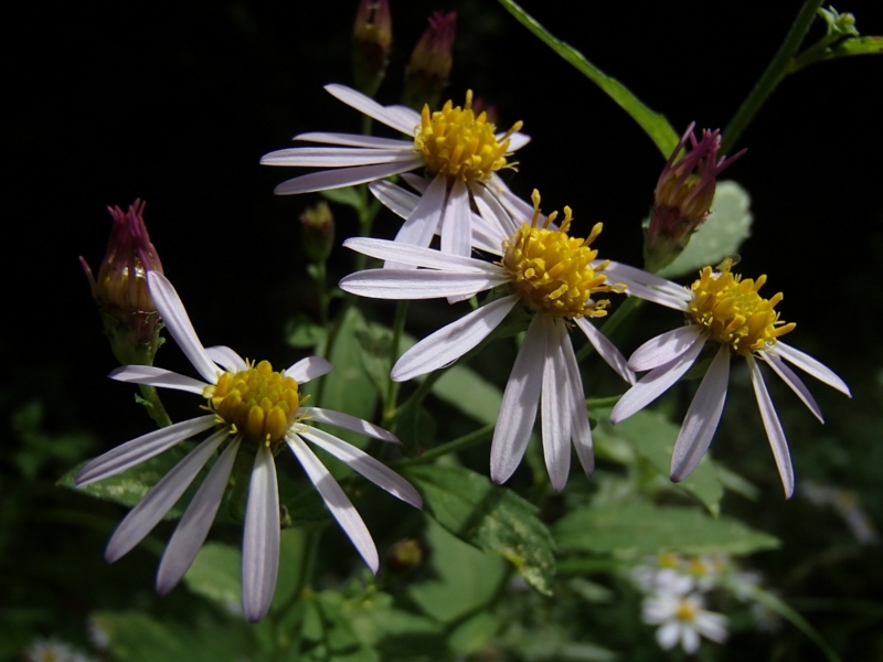 f:id:qshiro:20131002182952j:image:w360