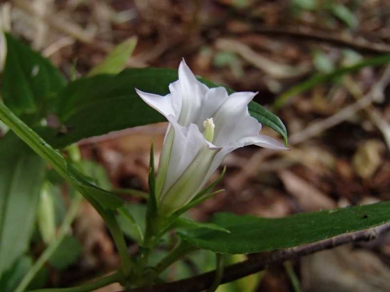 f:id:qshiro:20131002182954j:image:w360