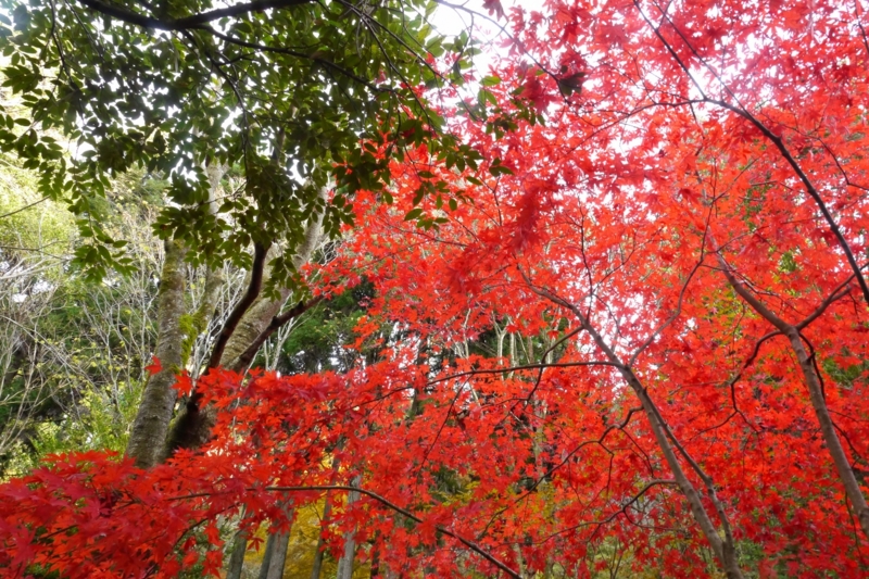 f:id:qshiro:20131128185804j:image:w360