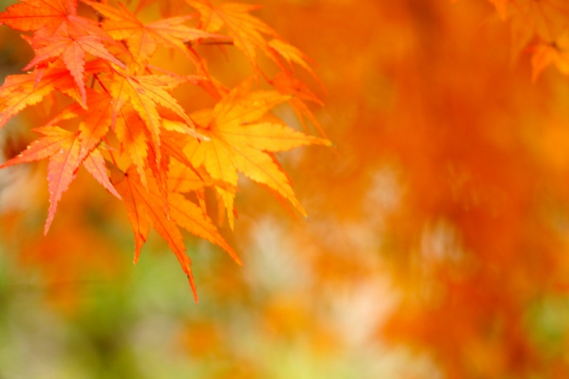 f:id:qshiro:20131128185806j:image:w360