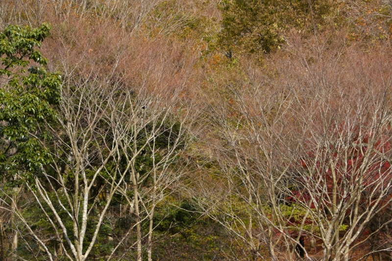 f:id:qshiro:20131128185807j:image:w360