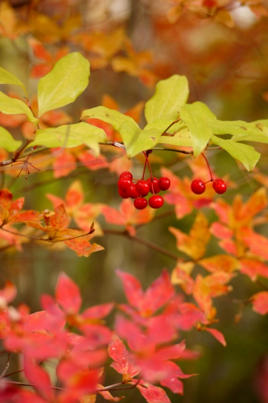 f:id:qshiro:20131128185808j:image:w360