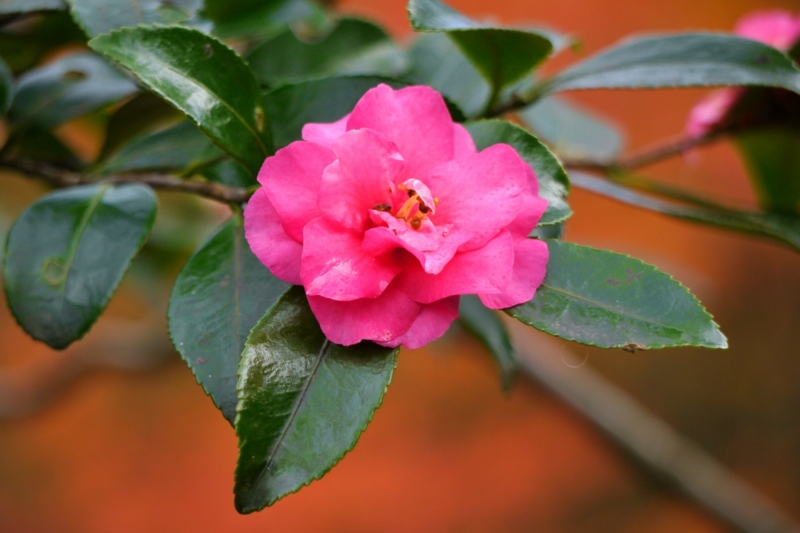 f:id:qshiro:20131128185809j:image:w360