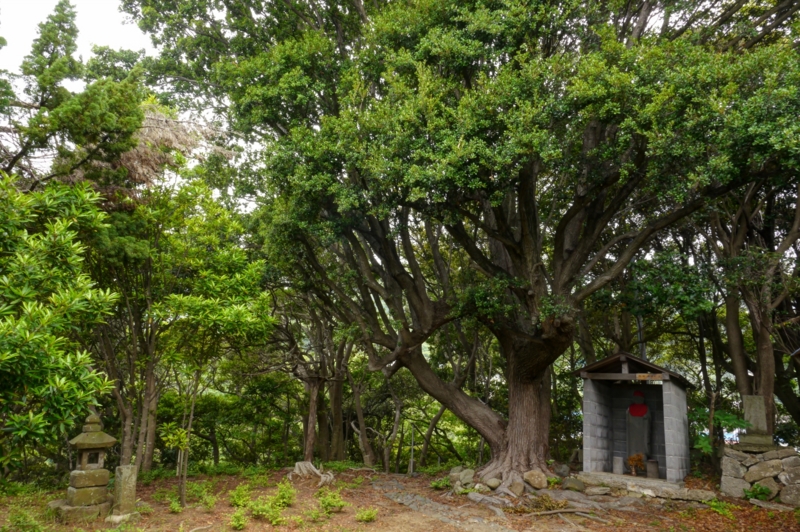 f:id:qshiro:20140603201927j:image:w360