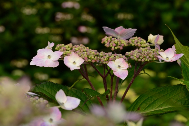 f:id:qshiro:20140604081440j:image:w360