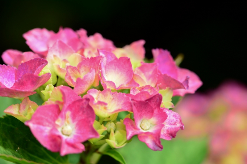 f:id:qshiro:20140604081441j:image:w360