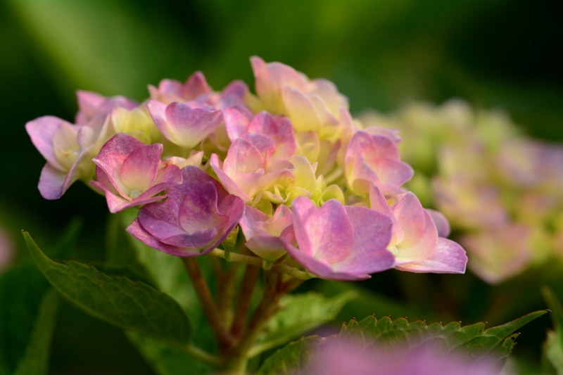 f:id:qshiro:20140604081443j:image:w360