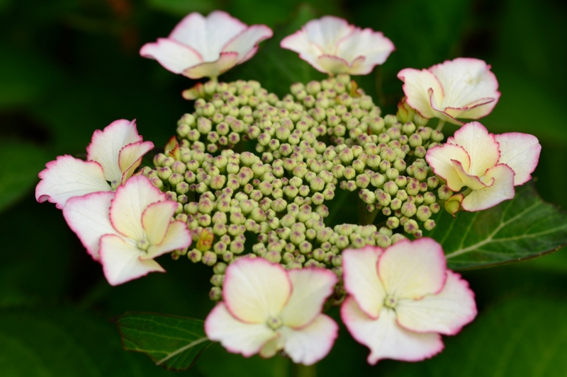 f:id:qshiro:20140604081444j:image:w360