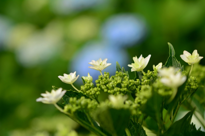 f:id:qshiro:20140604081445j:image:w360