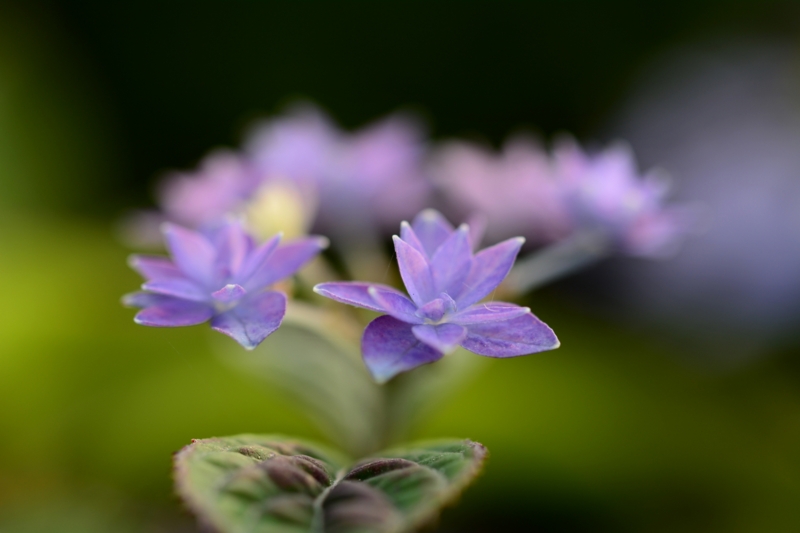 f:id:qshiro:20140604081446j:image:w360