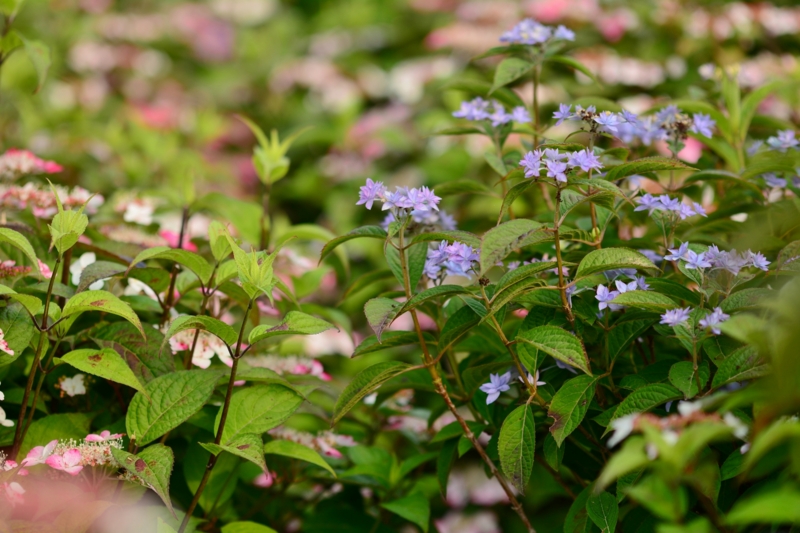 f:id:qshiro:20140604081447j:image:w360