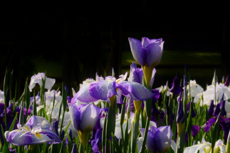 f:id:qshiro:20140608094242j:image:w360