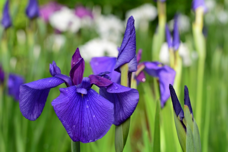 f:id:qshiro:20140608094243j:image:w360