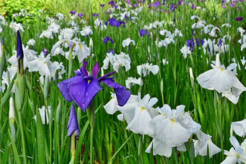 f:id:qshiro:20140608094244j:image:w360