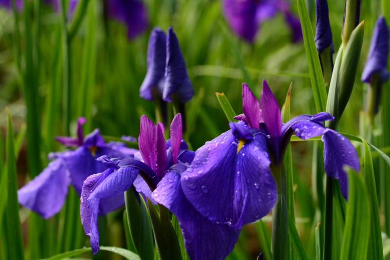 f:id:qshiro:20140608094246j:image:w360