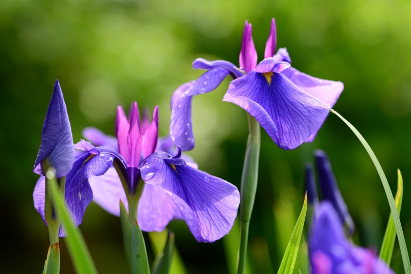 f:id:qshiro:20140608095237j:image:w360